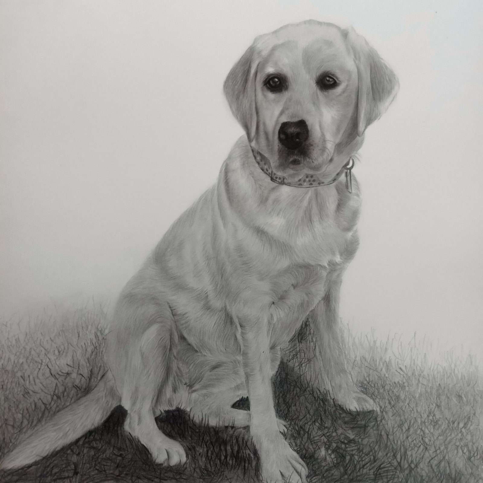 Animal Portrait Sketch